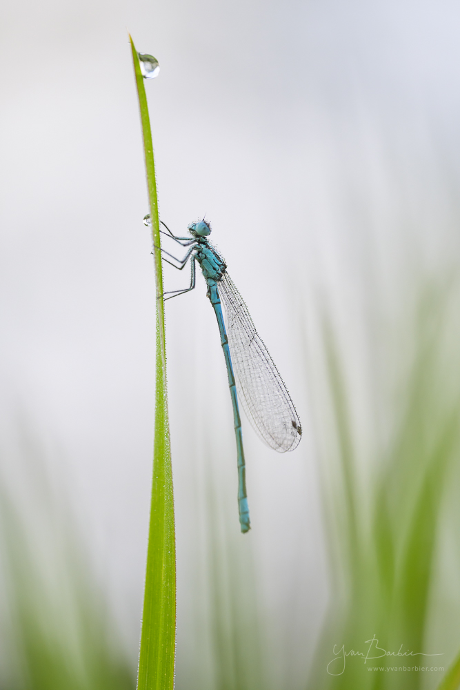 Agrion