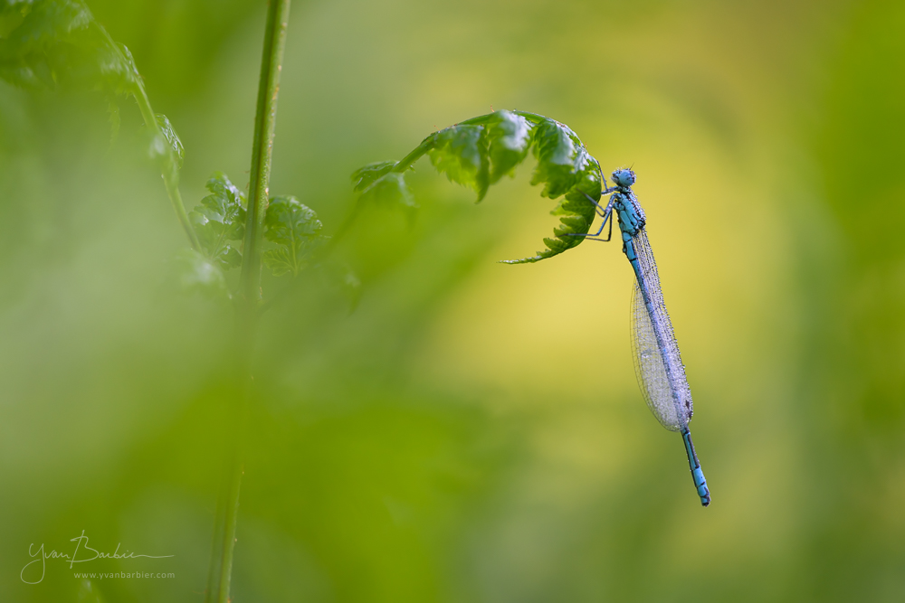 Agrion